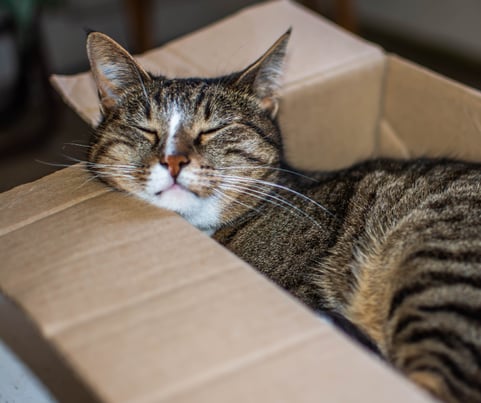 FB How to Find Pet-Friendly Rentals During a Military Relocation (Facebook Post)